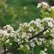 Prunus mahaleb 40-60 cm wortelgoed struik