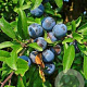 Prunus spinosa 60-80 cm wortelgoed struik