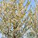 Prunus 'Umineko' 16-18 cm 50L