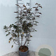 Rosa glauca 40-60 cm 2,0L