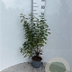 Rosa pimpinellifolia 40-60 cm 2,0L