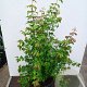 Acer buergerianum 100-125 cm 20L