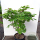 Acer japonicum 'Aconitifolium' 80-100 cm 20L