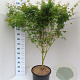 Acer pal. 'Sangokaku' 100-125 cm 20L