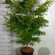 Acer pal. 'Sangokaku' 100-125 cm 20L