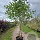 Broussonetia papyrifera 250-300 cm cont. 80L