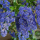 Ceanothus 'Cascade' 175-200 cm 20L 3 stok