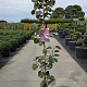 Cercis can. 'Merlot' 175-200 cm 20L