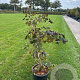 Corylus 'Red Majestic' 125-150 cm 20L