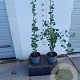 Ginkgo bil. 'Tit' 80-100 cm 4,0L