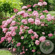 Hydrangea a. Candybelle Bubblegum 100-125 cm 20L
