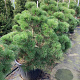 Pinus nigra 'Nana' 90-100 cm cont. 110L