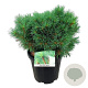 Pinus strobus 'Minima' 60-70 cm 35L breed