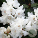 Rhododendron (Y) 'Helene' 90 cm stam 7,5L
