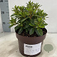 Rhododendron Encore Autumn Majesty 25-30 cm 3,0L