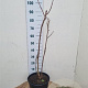 Rhus typhina 100-125 cm 12L