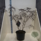 Sambucus nigra Black Lace 80-100 cm 20L