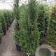 Taxus baccata 140-160 cm 20L