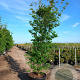 Cornus kousa chinensis 300-350 cm cont. 180L
