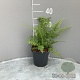Athyrium filix-femina GM 2,0L
