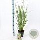 Calamagrostis acut. 'Karl Foerster' 30-40 cm 2,0L