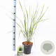 Calamagrostis acut. 'Karl Foerster' 30-40 cm 2,0L
