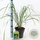 Calamagrostis acut. 'Karl Foerster' 30-40 cm 2,0L