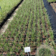 Calamagrostis acut. 'Overdam' GM 2,0L