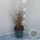 Carex buchananii GM 2,0L