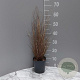 Carex buchananii GM 2,0L