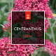 Centranthus ruber 'Coccineus' GM 2,0L