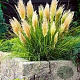 Cortaderia s. Tiny Pampa Gold GM 2,0L