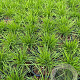 Deschampsia cespitosa GM 2,0L