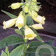 Digitalis grand. 'Creme Bell' GM 2,0L