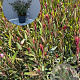Gaura l. 'Siskiyou Pink' GM 2,0L