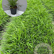 Hakonechloa macra GM 2,0L