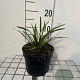 Liriope muscari 'Ingwersen' GM 2,0L