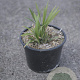 Liriope muscari 'Ingwersen' GM 2,0L