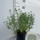 Nepeta 'Six Hills Gold' GM 2,0L