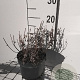 Nepeta 'Six Hills Gold' GM 2,0L