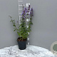 Nepeta 'Walker's Low' GM 2,0L