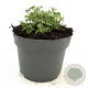 Nepeta 'Walker's Low' GM 2,0L
