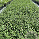 Nepeta 'Walker's Low' GM 2,0L