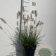 Pennisetum al. 'Little Bunny' GM 2,0L