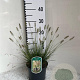 Pennisetum al. 'Little Bunny' GM 2,0L