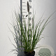 Pennisetum alopecuroides viridesc. GM 2,0L