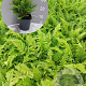 Polystichum setiferum GM 2,0L
