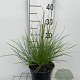 Sesleria autumnalis GM 2,0L