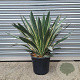 Yucca gloriosa 'Variegata' 50-60 cm 20L