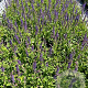 Salvia nem. 'Mainacht' GM 2,0L